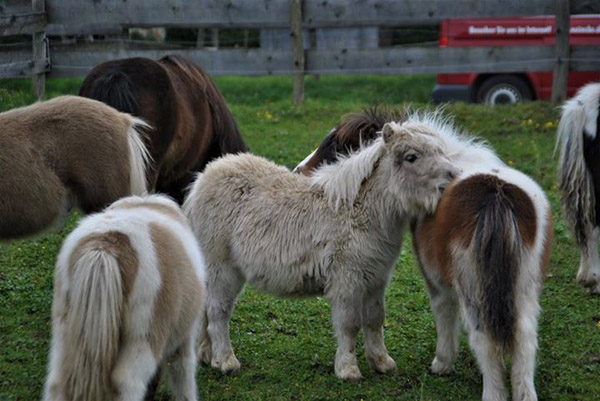 Lucrative of Chesnar Stable