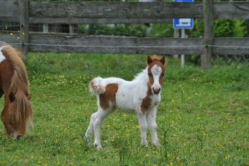 Tüpfelchen