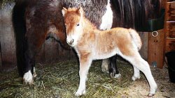 Zampano