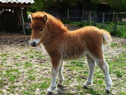 Zampano